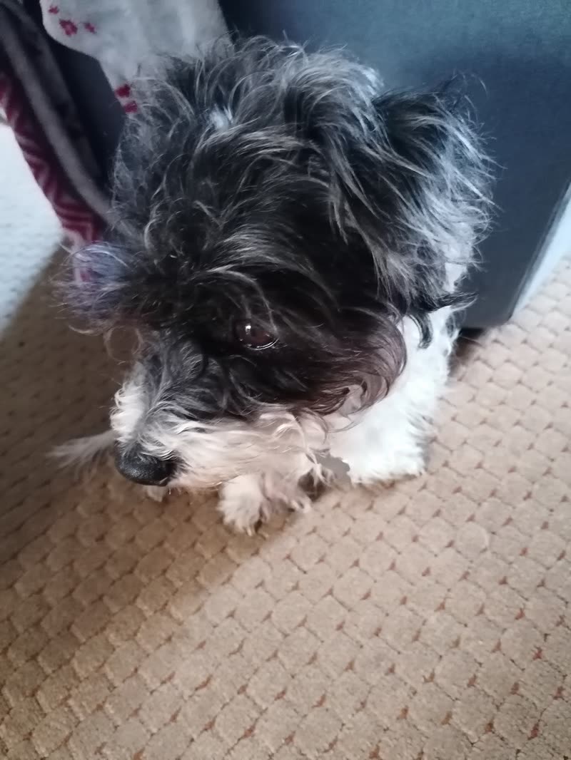 The same terrier-cross settled on the carpet with its head lowered