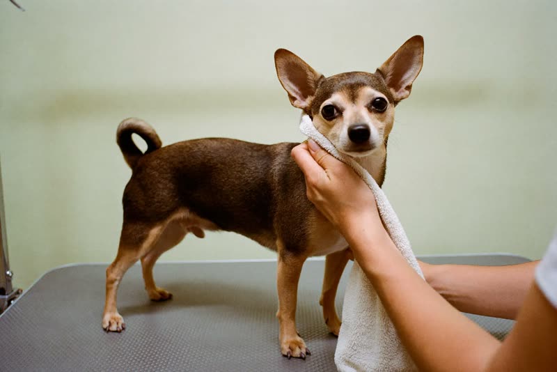 A small dog standing calmly on a grooming table, being towel-dried