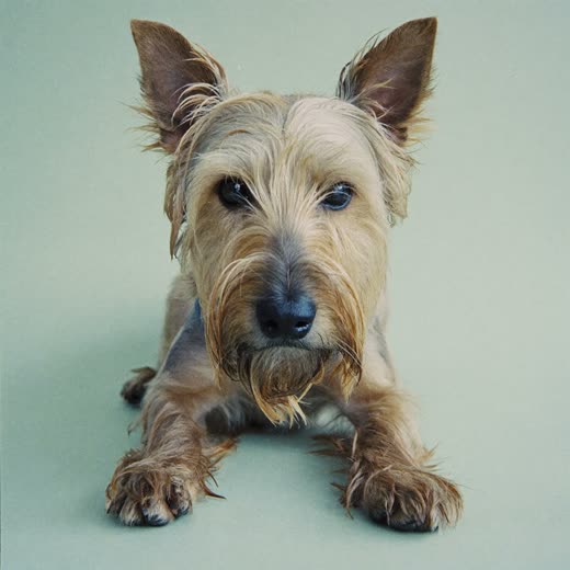 A freshly bathed shaggy terrier